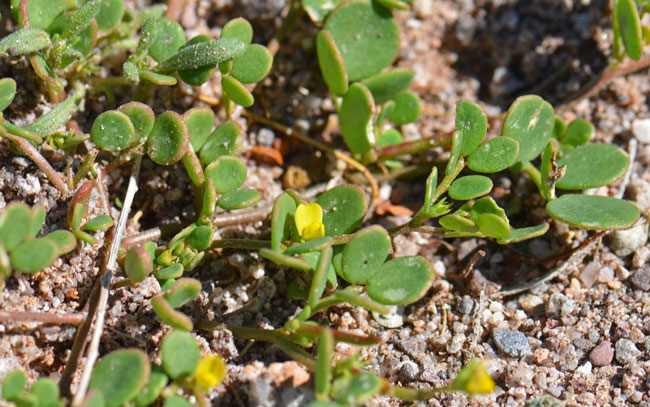 Lotus salsuginosus, Coastal Bird's-foot Trefoil, Southwest Desert Flora